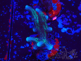 WYSIWYG Seriatopora caliendrum Pink