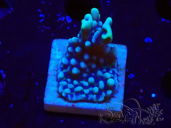 WYSIWYG Montipora undata 1O6