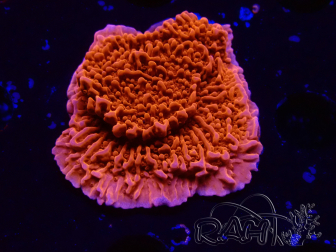 WYSIWYG Montipora Red Plateau