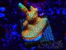 WYSIWYG Montipora Fire Forest