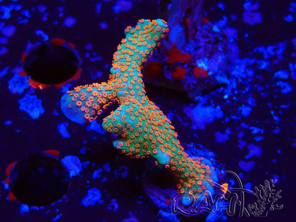 WYSIWYG Montipora digitata