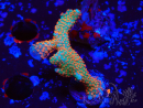 WYSIWYG Montipora digitata