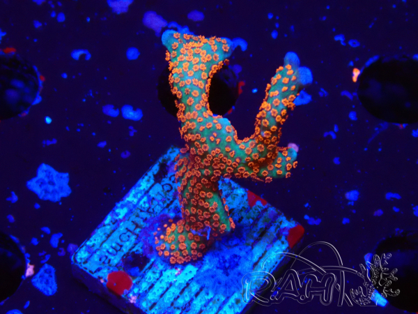WYSIWYG Montipora digitata