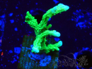 WYSIWYG Montipora stellata