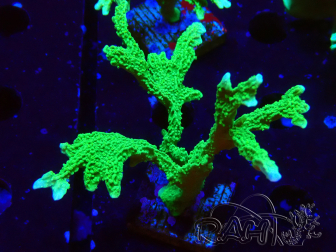 WYSIWYG Montipora stellata