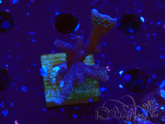 WYSIWYG Montipora Polype Violet