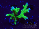 WYSIWYG - BR Grüner Goblin Anacropora