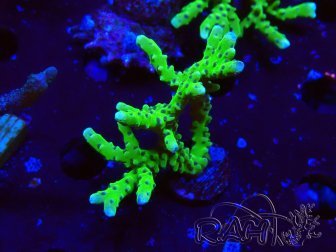 WYSIWYG - BR Green Goblin Anacropora 1V4