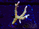 WYSIWYG - MH Tropicana Anacropora 1X1