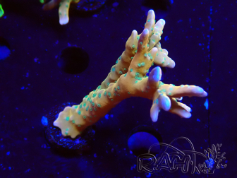 WYSIWYG - MH Tropicana Anacropora