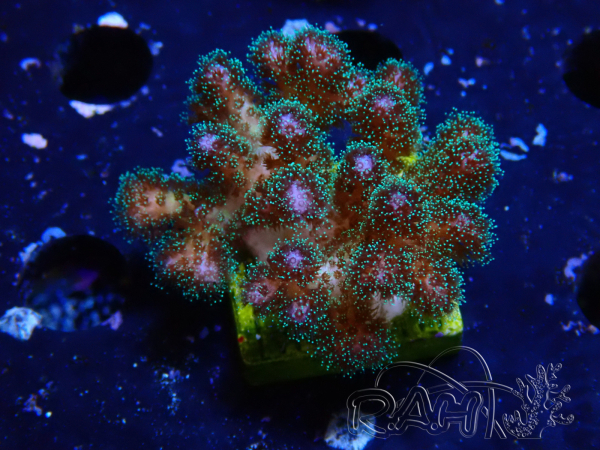 Pocillopora damicornis rosa WYSIWYG