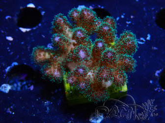 Pocillopora damicornis rosa WYSIWYG