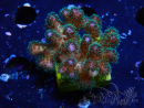 WYSIWYG Pocillopora damicornis rosa