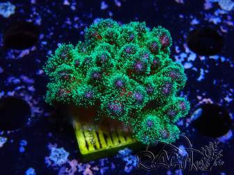 WYSIWYG Pocillopora damicornis tricolor