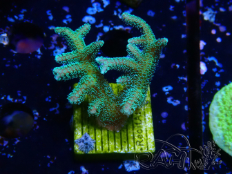 WYSIWYG Seriatopora caliendrum Hybrid (Paradiesvogel-Neon) 1F4