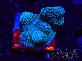 WYSIWYG RAH Stylophora Metallic Blue
