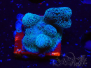 WYSIWYG RAH Stylophora Metallic Blue