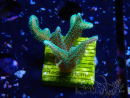 WYSIWYG Seriatopora caliendrum Hybrid (Bird of paradise-Neon) 1F5
