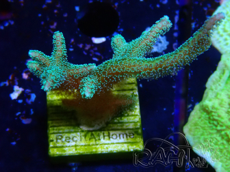 WYSIWYG Seriatopora caliendrum Hybrid (Bird of paradise-Neon) 1F6