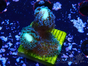 WYSIWYG Stylophora milka