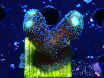 WYSIWYG Stylophora milka