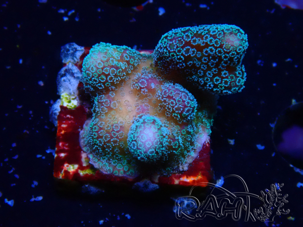 WYSIWYG RAH Stylophora Metallic Blue