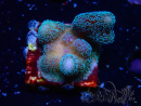 WYSIWYG RAH Stylophora Metallic Blue