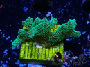 WYSIWYG Seriatopora caliendrum Electric Green