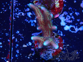 WYSIWYG Seriatopora caliendrum Pink
