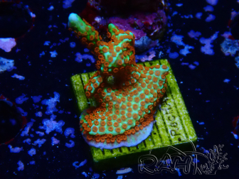 WYSIWYG Montipora Fire Forest