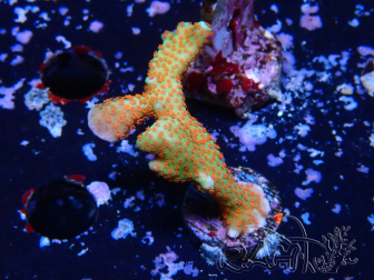 WYSIWYG Montipora digitata