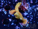 WYSIWYG Montipora digitata