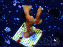 WYSIWYG Montipora digitata