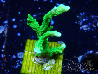 WYSIWYG Montipora stellata