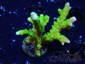 WYSIWYG - BR Grüner Goblin Anacropora