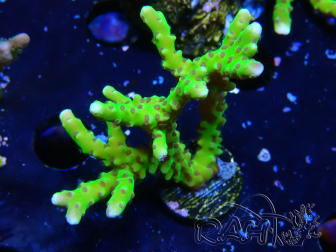 WYSIWYG - BR Green Goblin Anacropora