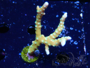 WYSIWYG - MH Tropicana Anacropora