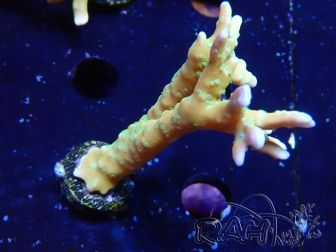 WYSIWYG - MH Tropicana Anacropora