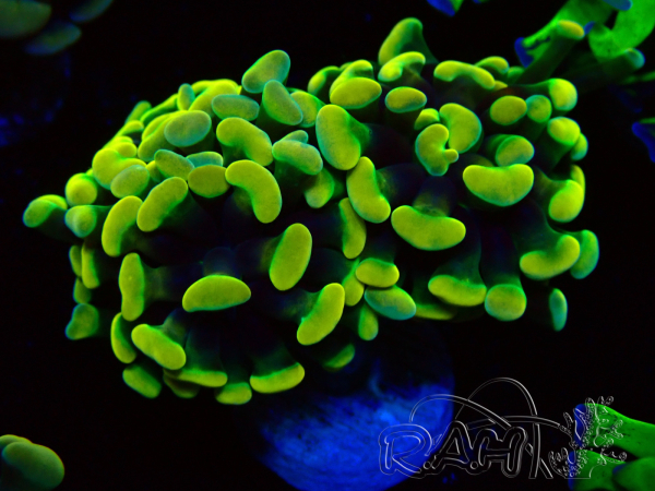 WYSIWYG Euphyllia paraancora (Maricoltura acclimatata sotto LED) 4B5