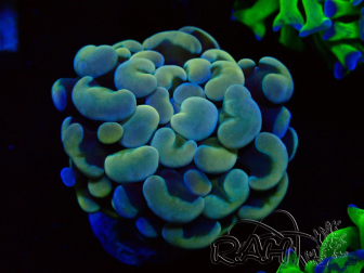 WYSIWYG Euphyllia paraancora (Mariculture acclimated under LED) 4C1