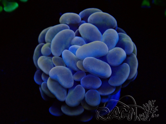 WYSIWYG Euphyllia paraancora (Maricultura acclimatata sotto LED) 4C4