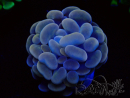 WYSIWYG Euphyllia paraancora (Maricultura acclimatata sotto LED) 4C4