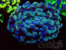 WYSIWYG Euphyllia paraancora (Acclimatato alla maricoltura sotto LED) 4C5