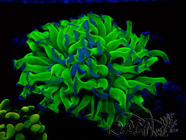 WYSIWYG Euphyllia paraancora (Maricoltura acclimatata sotto LED) 4C6