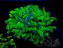 WYSIWYG Euphyllia paraancora (Maricoltura acclimatata sotto LED) 4C6
