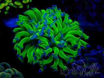 WYSIWYG Euphyllia paraancora (Maricoltura acclimatata sotto LED) 4C6