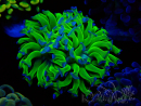 WYSIWYG Euphyllia paraancora (Mariculture acclimaté sous LED) 4C6