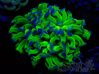 WYSIWYG Euphyllia paraancora (Maricultura acclimatata sotto LED) 4D1