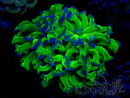 WYSIWYG Euphyllia paraancora (Maricultura acclimatata sotto LED) 4D1