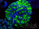 WYSIWYG Euphyllia paraancora (Maricoltura acclimatata sotto LED) 4D2